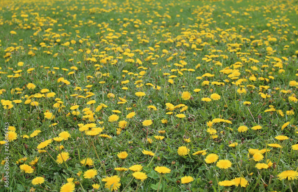 Close up of yellow dandelion flowers field Close up of yellow dandelion flowers field