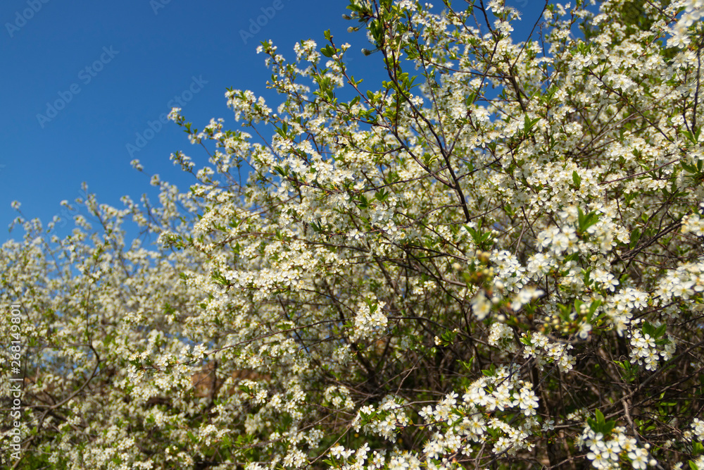 Beautiful white cherry blossom blooming in the garden. Beautiful white cherry blossom blooming in the garden.