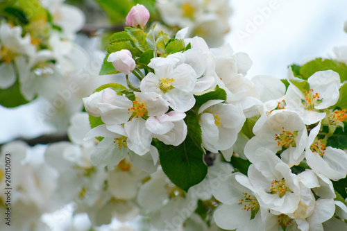 Beautiful blooming flowers isolated with blurred background
