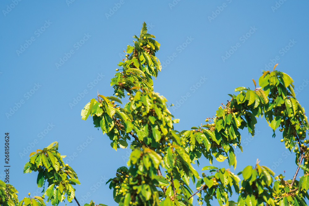 Branches with green leaves against clear blue sky.