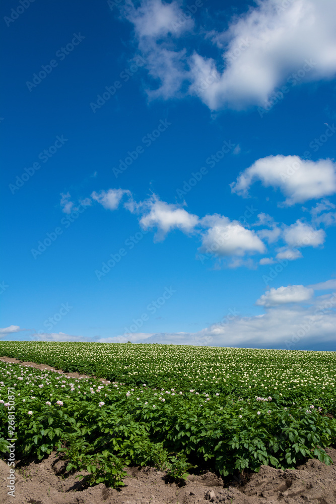 白い花が咲くジャガイモ畑と青空