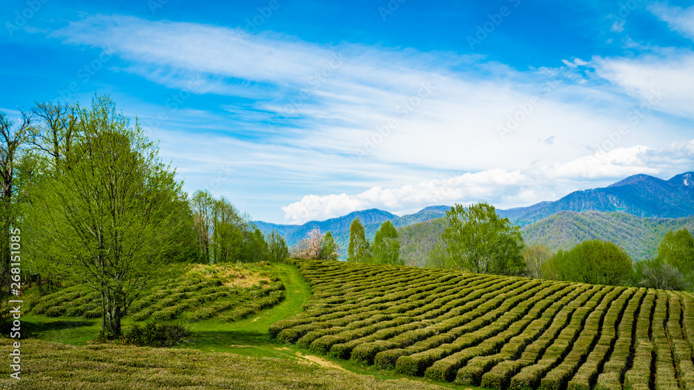 Tea plantations in the valley among the hills Tea plantations in the valley among the hills