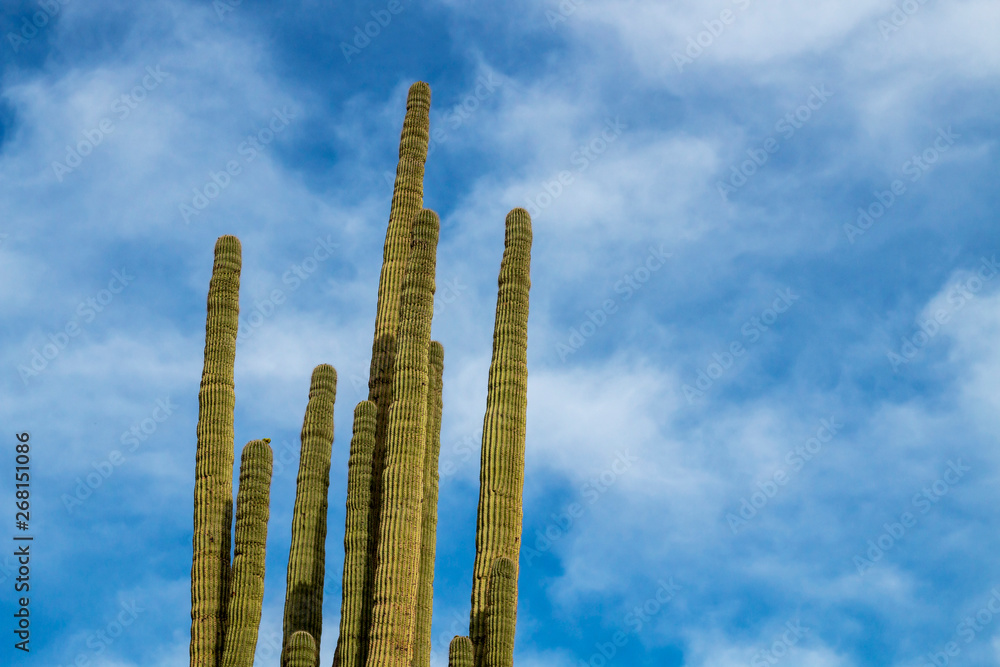 Cactus Arms Soaring Into The Sky