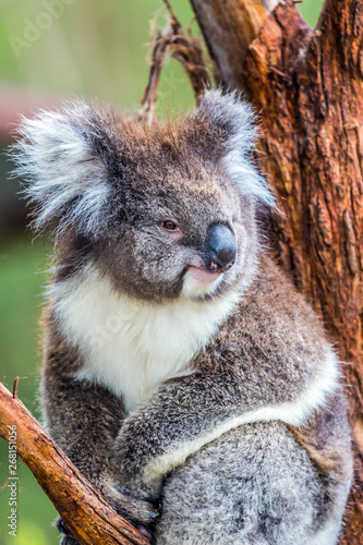 Photography Koala is a marsupial mammal