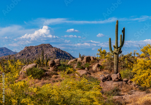 Photography Sonoran desert landscape scenery in the spring with cactus and mountains near Ph