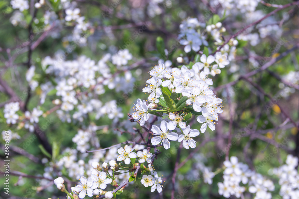 Cherry Flowering. Close up of white spring cherry flowers Cherry Flowering. Close up of white spring cherry flowers