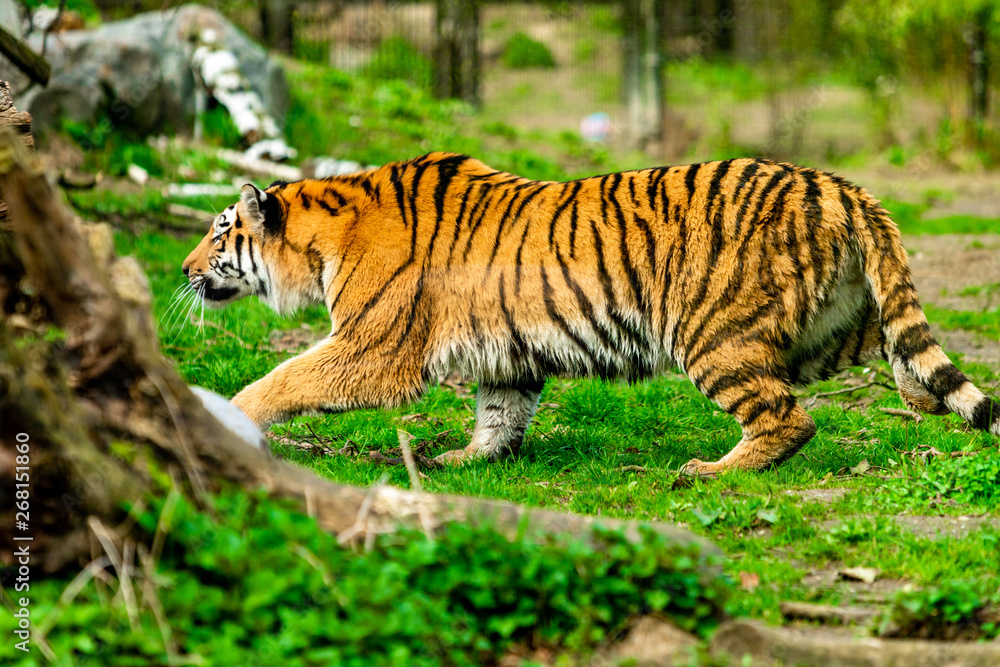 Obraz premium beautiful tiger in zoo. tiger in the natur