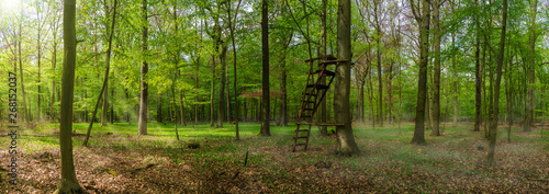 Raised seat for hunting in a beautiful forest in spring panorama © DZiegler