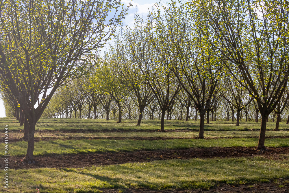 Hazelnut orchard in spring. Salem, Oregon, USA Hazelnut orchard in spring. Salem, Oregon, USA