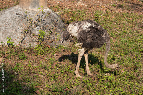 big ostrich Bird in the garden