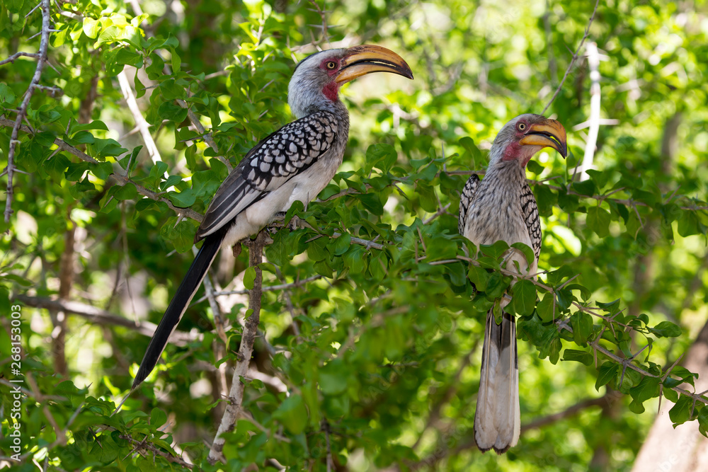 Fototapeta premium Calao leucomèle, Tockus leucomelas, Southern Yellow billed Hornbill