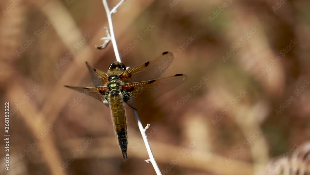 four-spotted chaser dragonfly, Libellula quadrimaculata, resting amongst dry bracken before taking off during a hot sunny day in may/spring in scotland. four-spotted chaser dragonfly, Libellula quadrimaculata, resting amongst dry bracken before taking off during a hot sunny day in may/spring in scotland.
