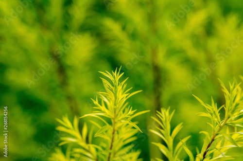 Blurred green leaves with blurred pattern background