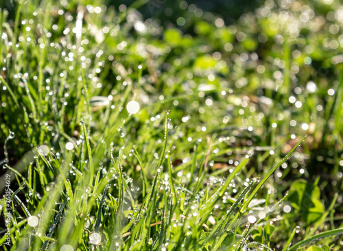green spring grass in dew drops, bokeh effect, early morning sunshine