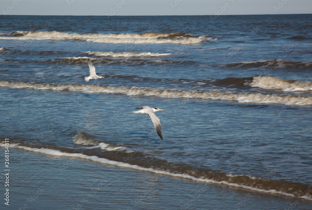 Seagulls on the beach with sand and near surf
