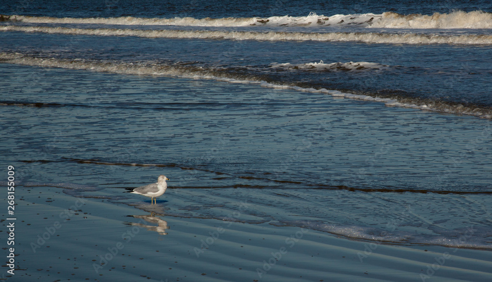 Seagulls on the beach with sand and near surf Seagulls on the beach with sand and near surf