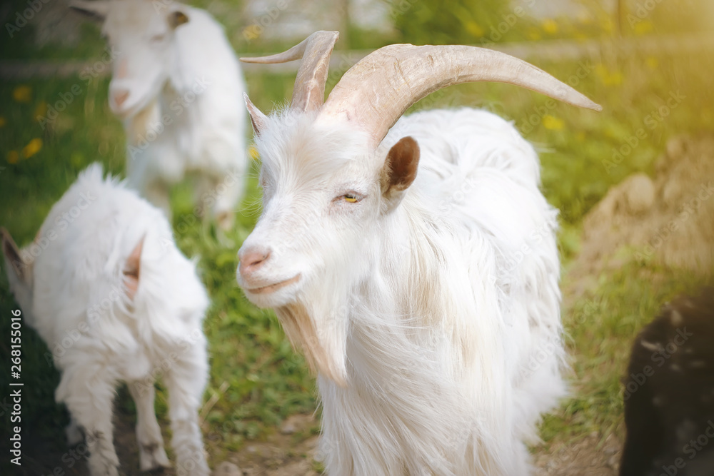 Fototapeta premium A white goat with yellow eyes and beautiful massive horns stands among the herd on a flowering meadow, illuminated by the summer sun.