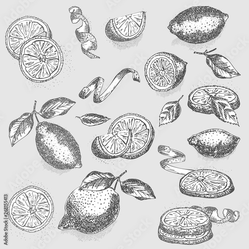 Set of hand drawn half, quarter, slices and zest lemon fruit in black color on gray background. Retro vintage graphic design Botanical sketch drawing, engraving style.