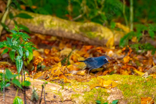 White-browed Shortwing ,White browed Shortwing,inthanon Chiangmai Thailand,Northen 's bird,black bird,blue bird.blue bird have a white eye.and a brown in a female bird. photo