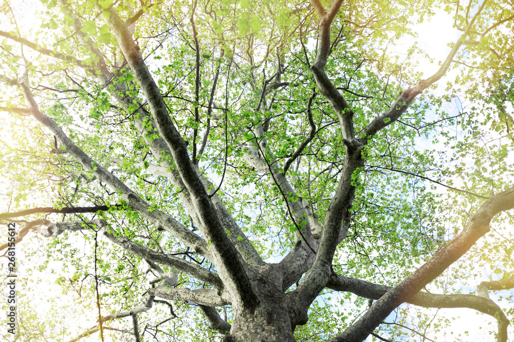 Obraz premium Spring tree leaves with sunlight at park.