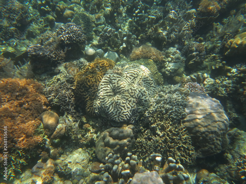 Fototapeta premium Arrecife de coral