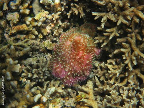 Arrecife de coral © xavier