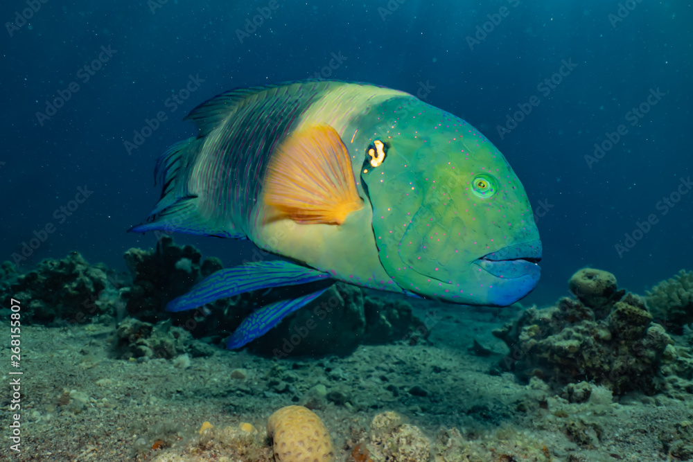 Fototapeta premium Fish swim in the Red Sea, colorful fish, Eilat Israel