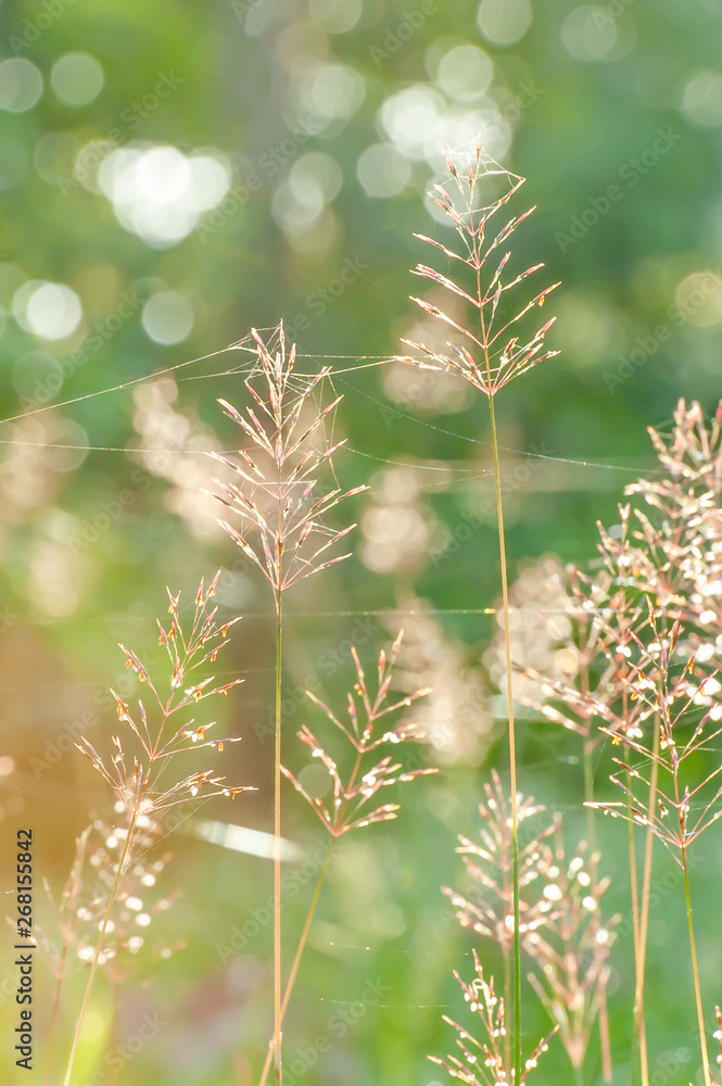 Sunrise shines on wild grass flowers and spider web. Sunrise shines on wild grass flowers and spider web.