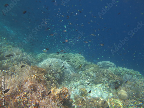 Fototapeta Naklejka Na Ścianę i Meble -  Corales en Bunaken