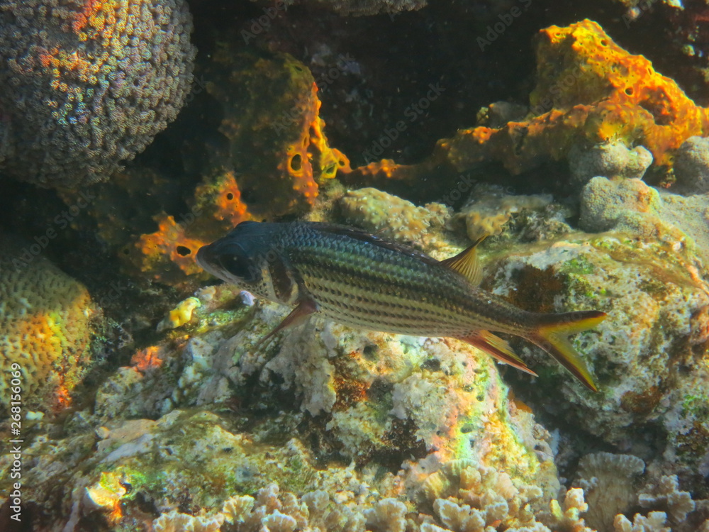 Naklejka premium Corales en Bunaken