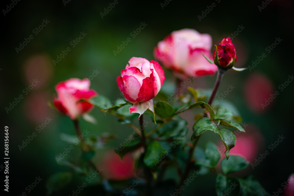 Obraz premium Rose