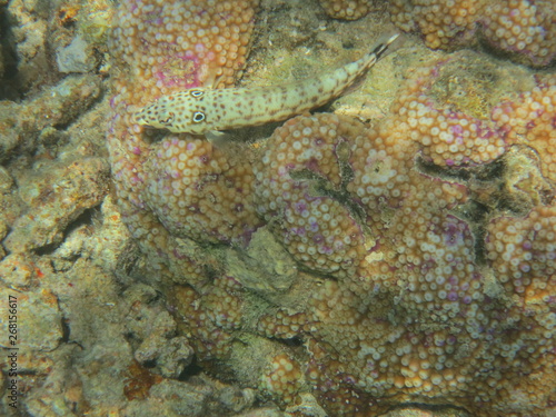 Corales en Bunaken