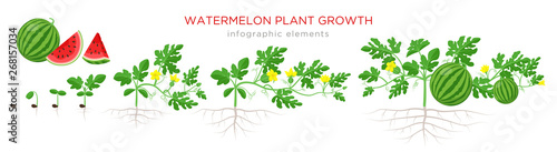 Watermelon plant growth stages from seed, seedling, sprout, flowering, fruit - bearing, mature plant with roots. Infographic elements isolated on white background. Watermelon cross section flat design