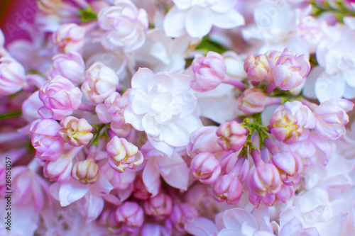 white pink fluffy lilac. Flowering tree in the garden against the blue sky. Nice card.