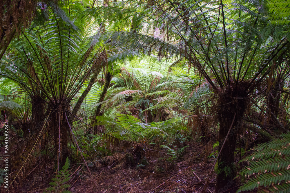 Maits Rest Rain forest walk Maits Rest Rain forest walk