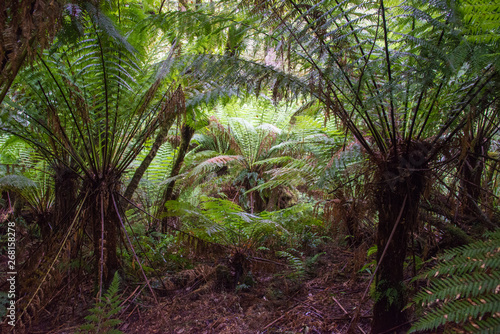 Maits Rest Rain forest walk