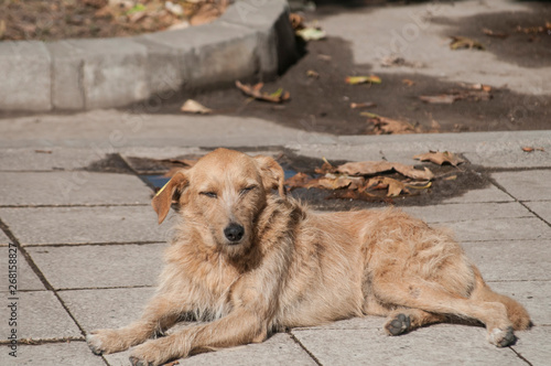 Stray dog lying on stone slabs sidewalk surface closeup in sunny summer day