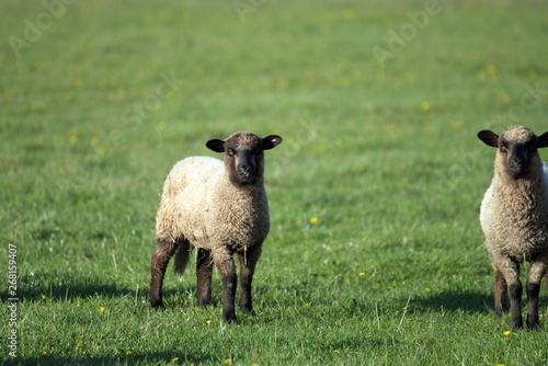 Suffolk sheep Lamb.Sheep in nature on meadow. Farming outdoor.