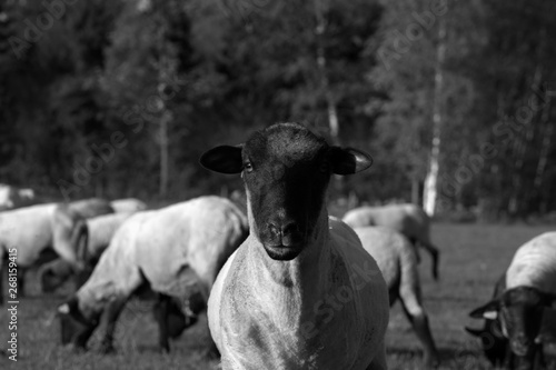 Suffolk sheep Lamb.Sheep in nature on meadow. Farming outdoor.