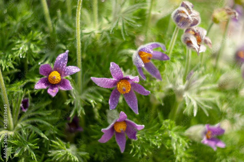 Fototapeta premium Pulsatilla patens flowers.Beautiful plants from the botanical garden for the catalog. Natural lighting effects. Shallow depth of field. Selective focus, handmade art of nature. Flower landscape