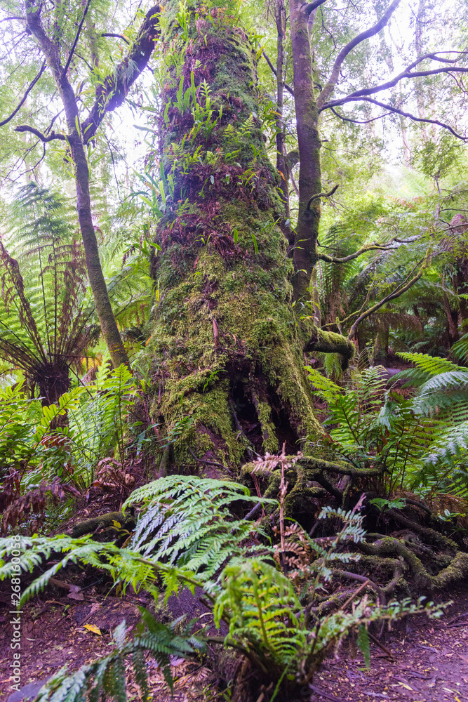 Maits Rest Rain forest walk Maits Rest Rain forest walk
