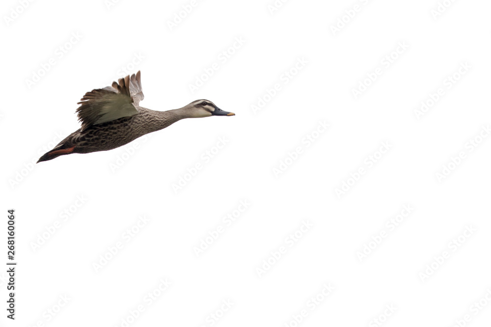 Fototapeta premium Bird in flight - Chinese Spot-billed Duck