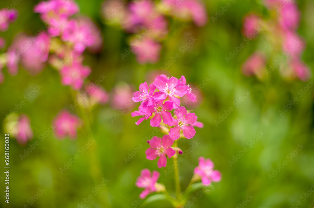Viscaria vulgaris.plants from botanical garden for catalog. Natural lighting effects. Shallow depth of field. Selective focus, handmade of nature. Flower landscape Viscaria vulgaris.plants from botanical garden for catalog. Natural lighting effects. Shallow depth of field. Selective focus, handmade of nature. Flower landscape