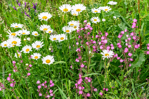 Wild flowers in green grass. Summer meadow with daisies and wildflowers. Natural country background.