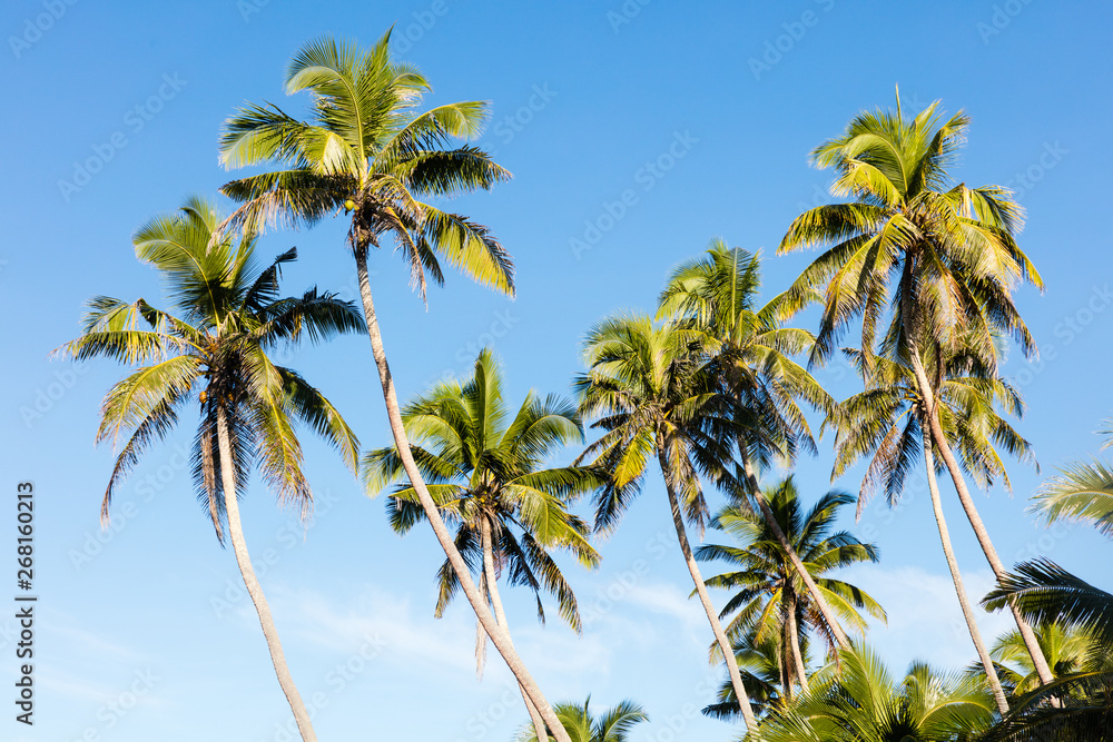 Palm trees on tropical island and deep blue sky
