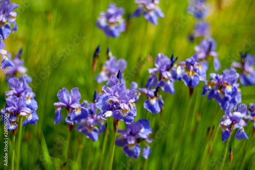 Iris sibirica.plants from botanical garden for catalog. Natural lighting effects. Shallow depth of field. Selective focus  handmade of nature. Flower landscape