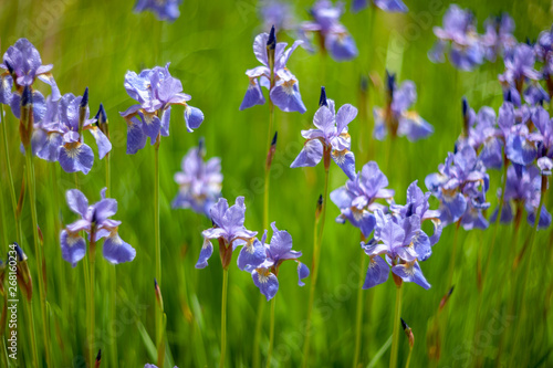 Iris sibirica.plants from botanical garden for catalog. Natural lighting effects. Shallow depth of field. Selective focus, handmade of nature. Flower landscape
