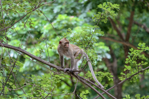 The monkey stop on branch tree in nature at thailand