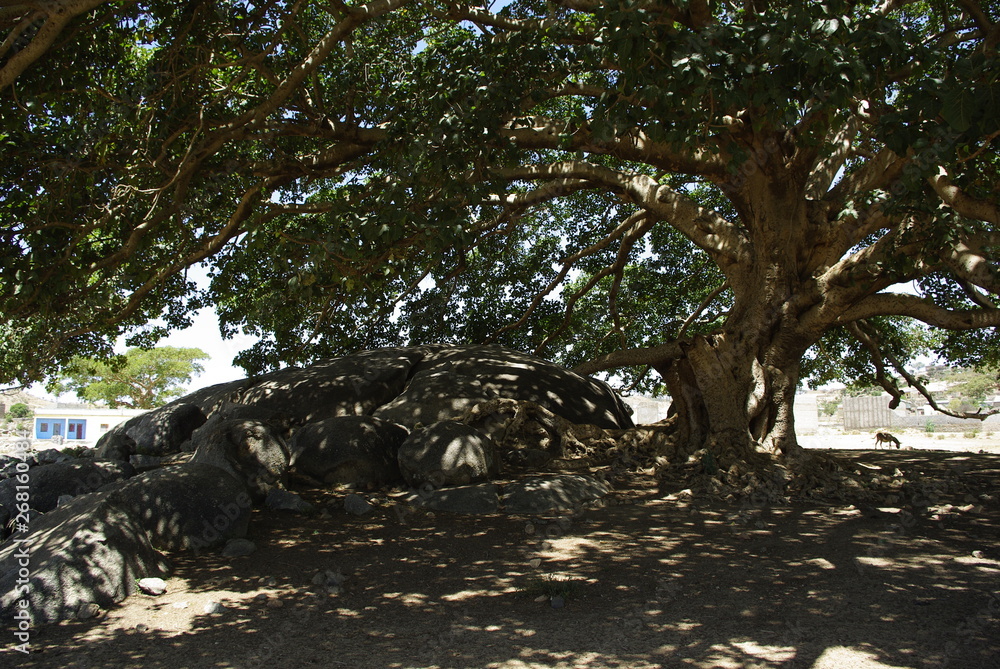 Fototapeta premium Segheneiti, Eritrea - 04/25/2019: Travelling around the vilages near Asmara and Massawa. An amazing caption of the trees, mountains and some old typical houses with very hot climate in Eritrea.