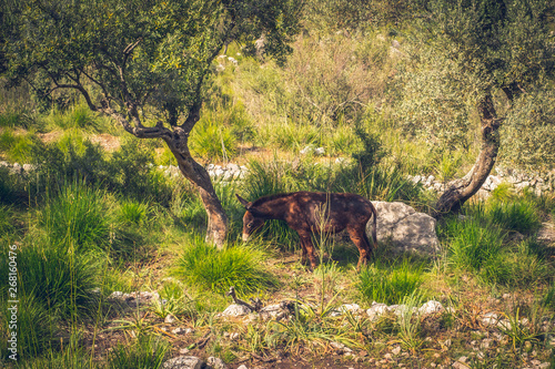 Brown donkey among the olives.